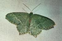 Hemithea aestivaria