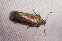 Platyedra subcinerea