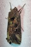 Autographa gamma