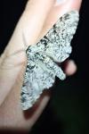 Biston betularia