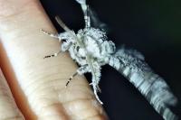 Biston betularia