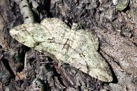 Peribatodes rhomboidaria rhomboidaria