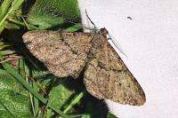 Peribatodes rhomboidaria rhomboidaria