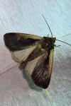 Ochropleura plecta
