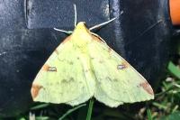 Opisthograptis luteolata