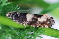 Epinotia demarniana