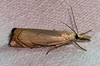 Chrysoteuchia culmella