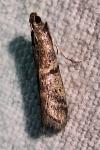 Ephestia
