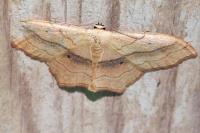 Scopula imitaria