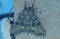 Mesapamea secalella/secalis