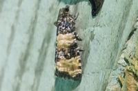 Piniphila bifasciana