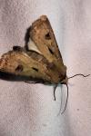 Agrotis exclamationis