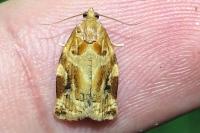 Archips xylosteana