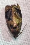 Ditula angustiorana