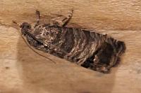 Cydia pomonella