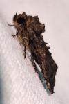 Oligia latruncula