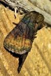 Oligia latruncula