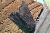 Oligia latruncula