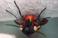 Arctia villica
