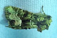 Oligia strigilis