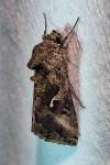 Autographa gamma