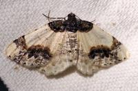 Ligdia adustata