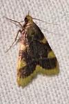 Hypsopygia costalis