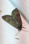 Noctua pronuba