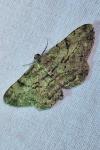 Peribatodes rhomboidaria rhomboidaria
