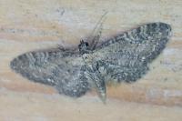 Eupithecia vulgata
