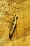 Plutella xylostella