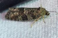 Cnephasia