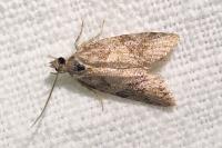 Cnephasia