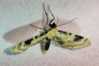 Eupithecia centaureata