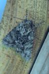 Acronicta rumicis
