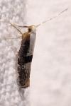 Argyresthia spinosella