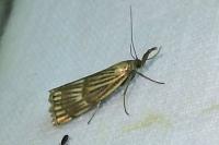 Chrysocrambus linetella