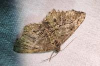 Peribatodes rhomboidaria rhomboidaria