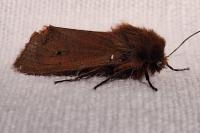 Phragmatobia fuliginosa