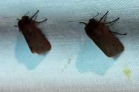 Phragmatobia fuliginosa