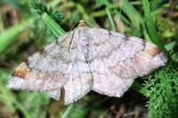 Macaria liturata