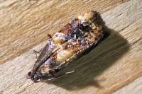 Ditula angustiorana