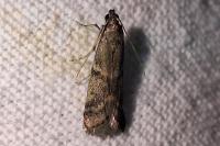 Ephestia