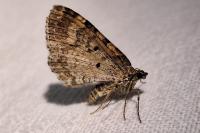Xanthorhoe