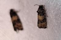 Piniphila bifasciana