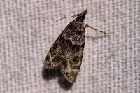 Eudonia mercurella