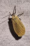 Wittia sororcula
