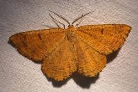 Angerona prunaria