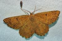 Angerona prunaria