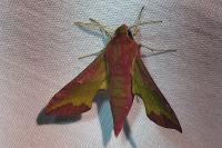 Deilephila porcellus